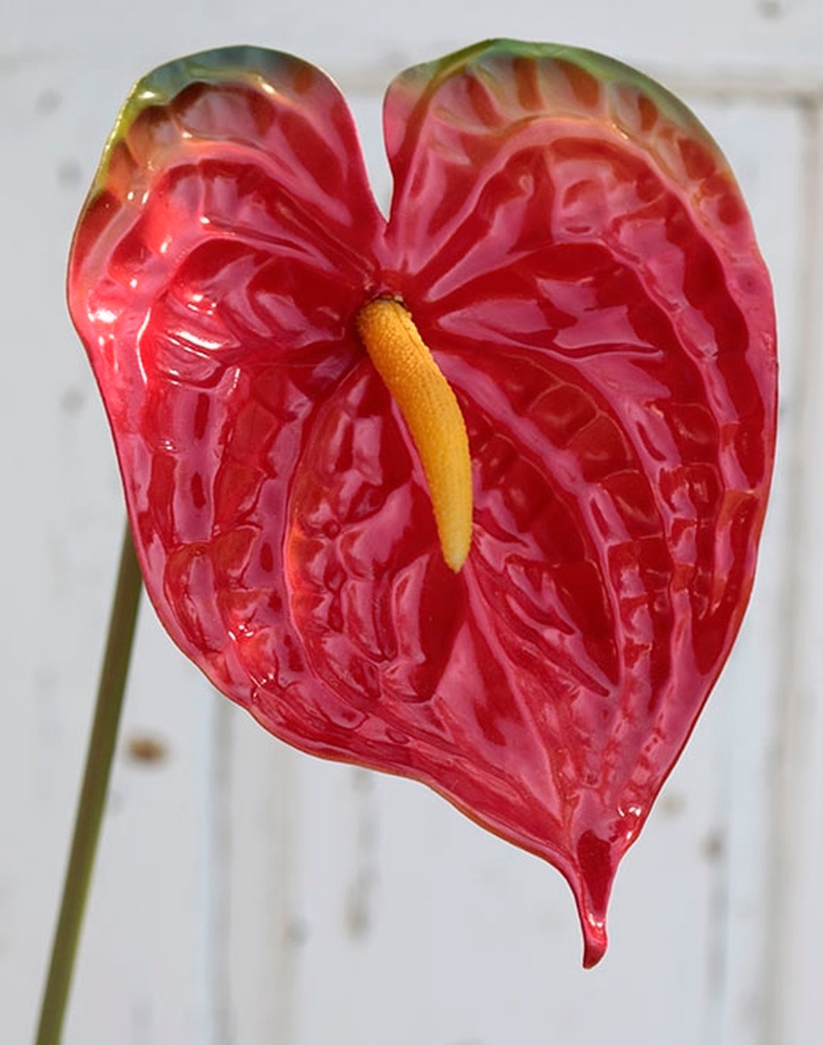 Искусственный антуриум, 74см, красный Santreyd 2300 444 a2