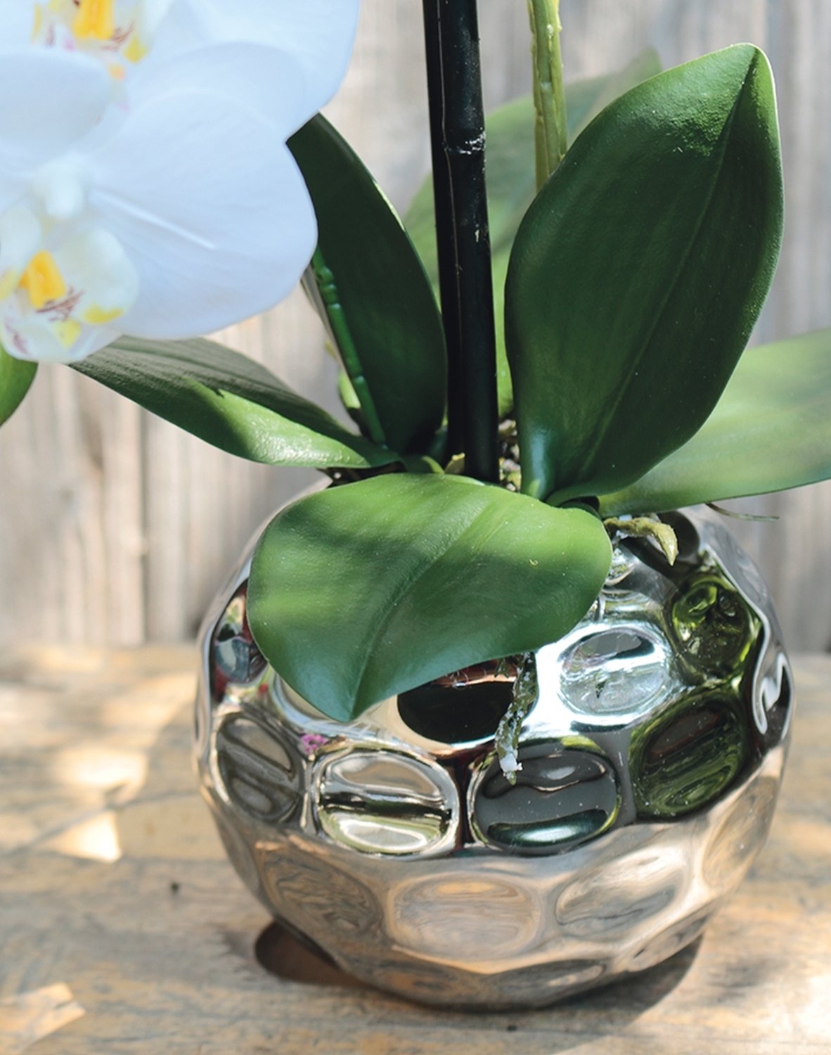 2772 778 a3 Пластиковая орхидея Phalaenopsis, 2-х кратная, горшечная, 45 см, real touch, бежево-белая H-andreas  - Вид №1