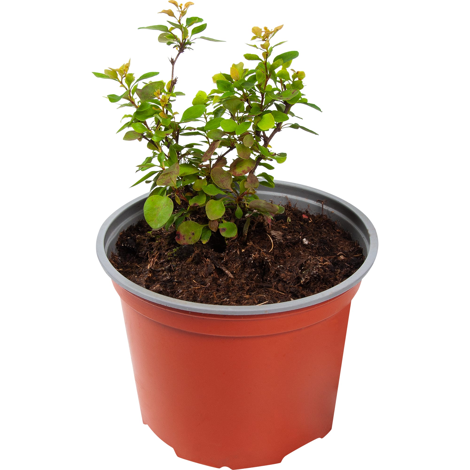 85325439 Барбарис Тунберга Адмейриш ø17 h30 см Santreyd  - Вид №1
