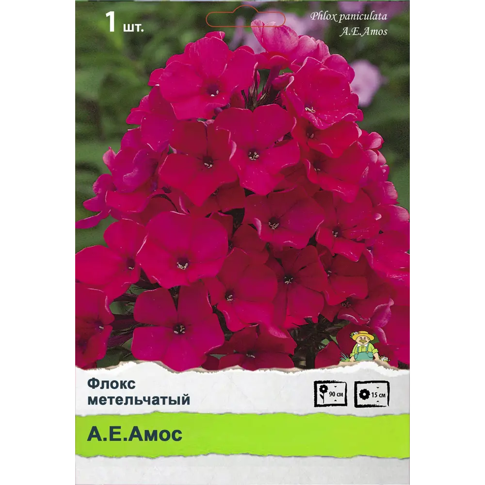 Флокс метельчатый 89452227 STLM-2176688 ПОИСК 