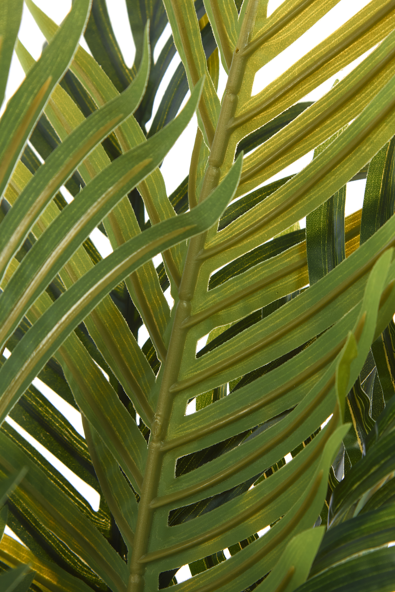 2000983223425 Ховея Пальмовая LINIE DESIGN  - Вид №1