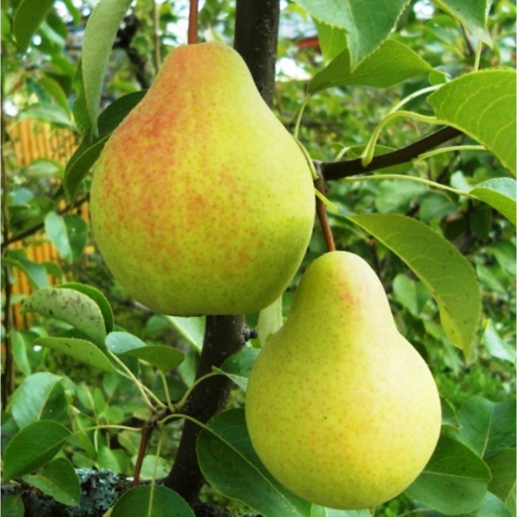 83539267 Груша Скороспелка из Мичуринска 9x60 см Santreyd 