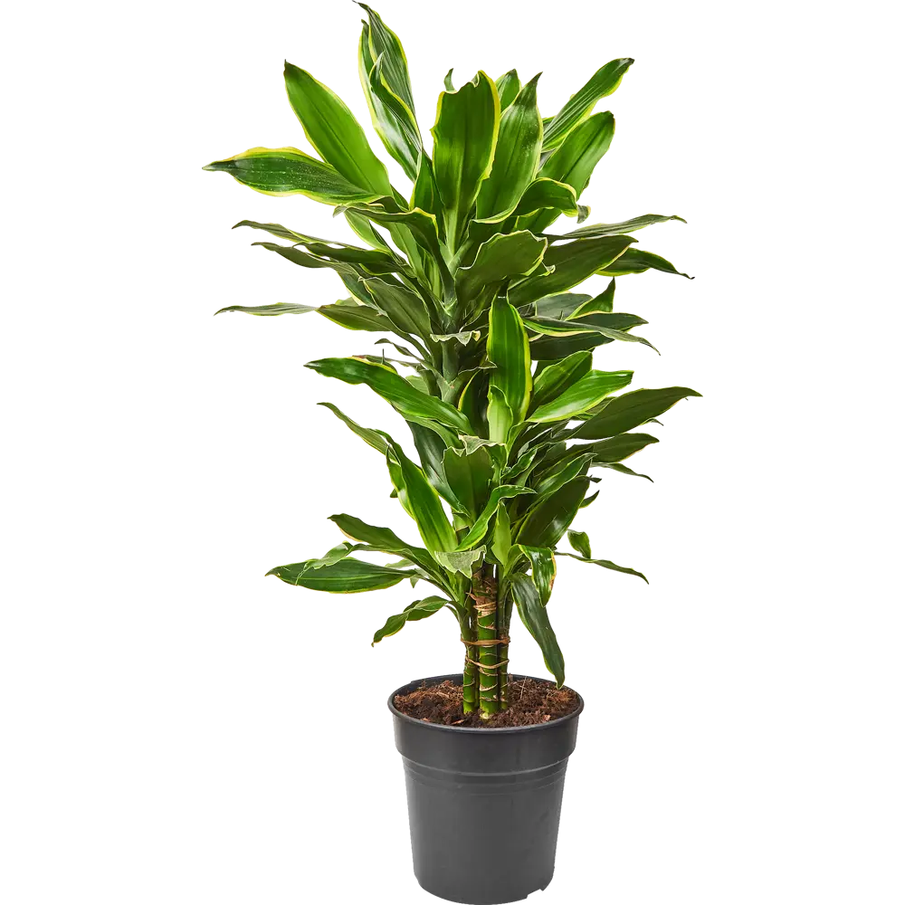 Santreyd Драцена Голден Коаст Карусель — вечнозеленая комнатная пальма 85062648 STLM-0058016 - Вид №1