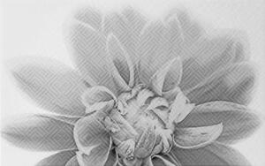 Камелия черный 03 250х400