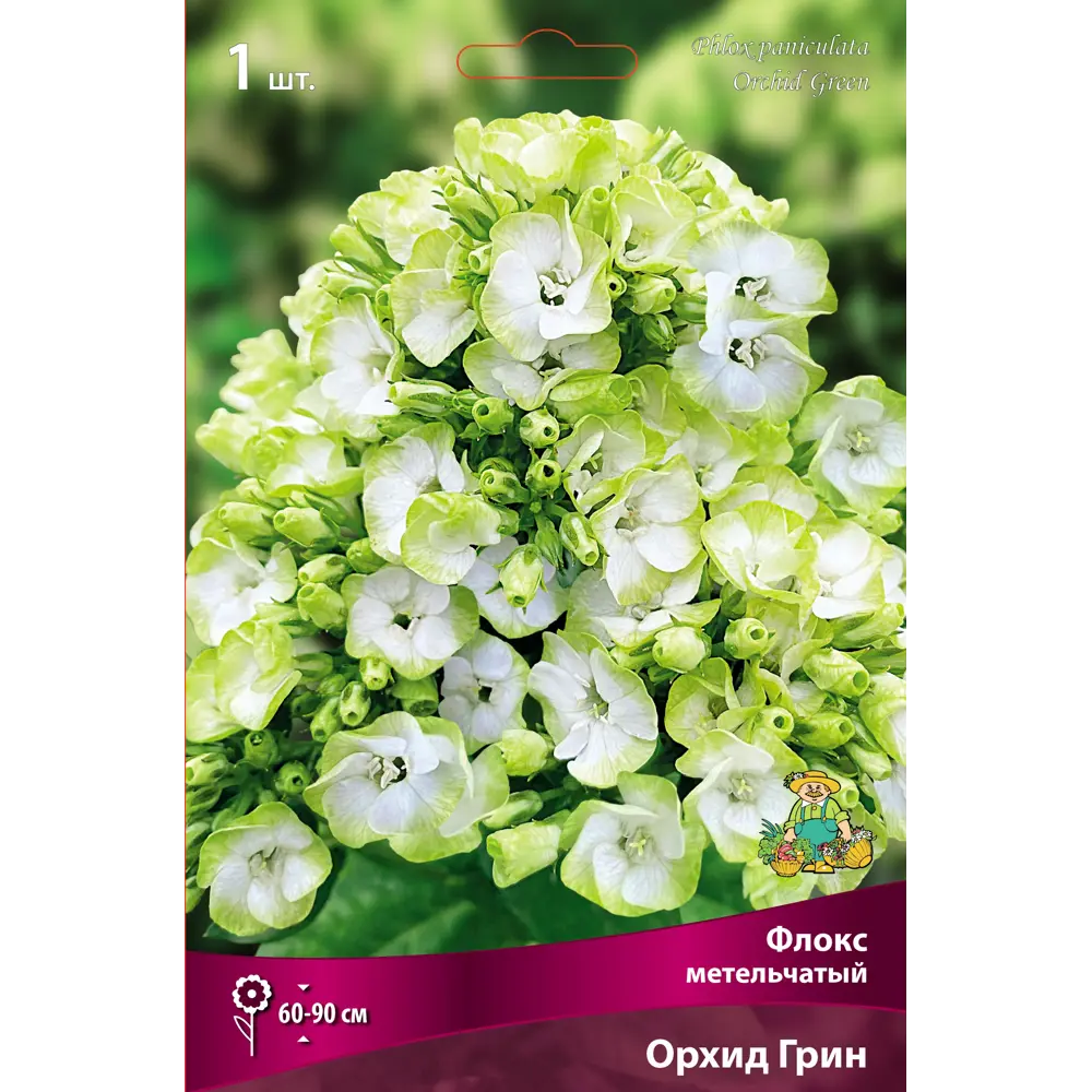 Флокс метельчатый Орхид Грин 89452334 STLM-2201867 ПОИСК 