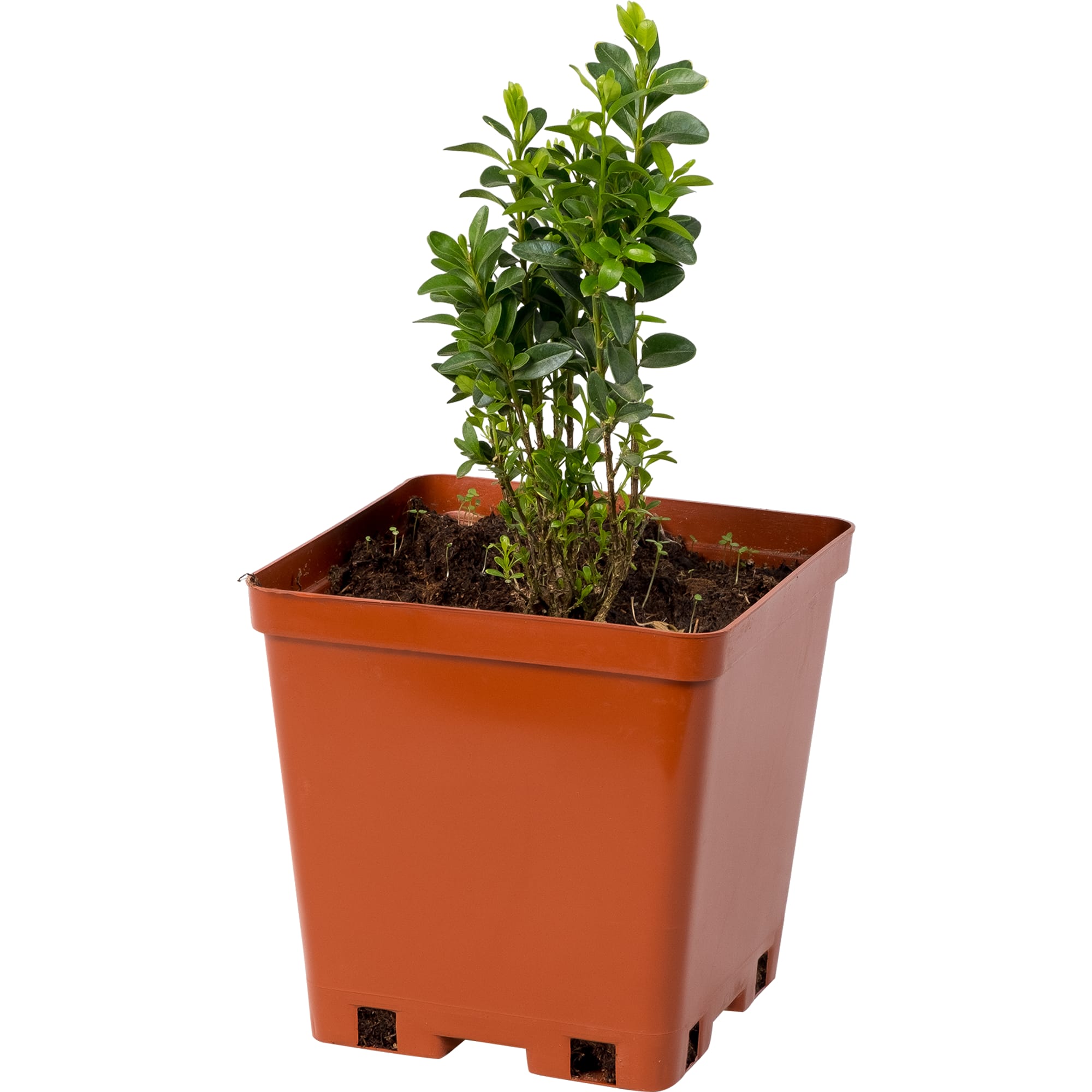 81954853 Самшит С2 h30 Santreyd 