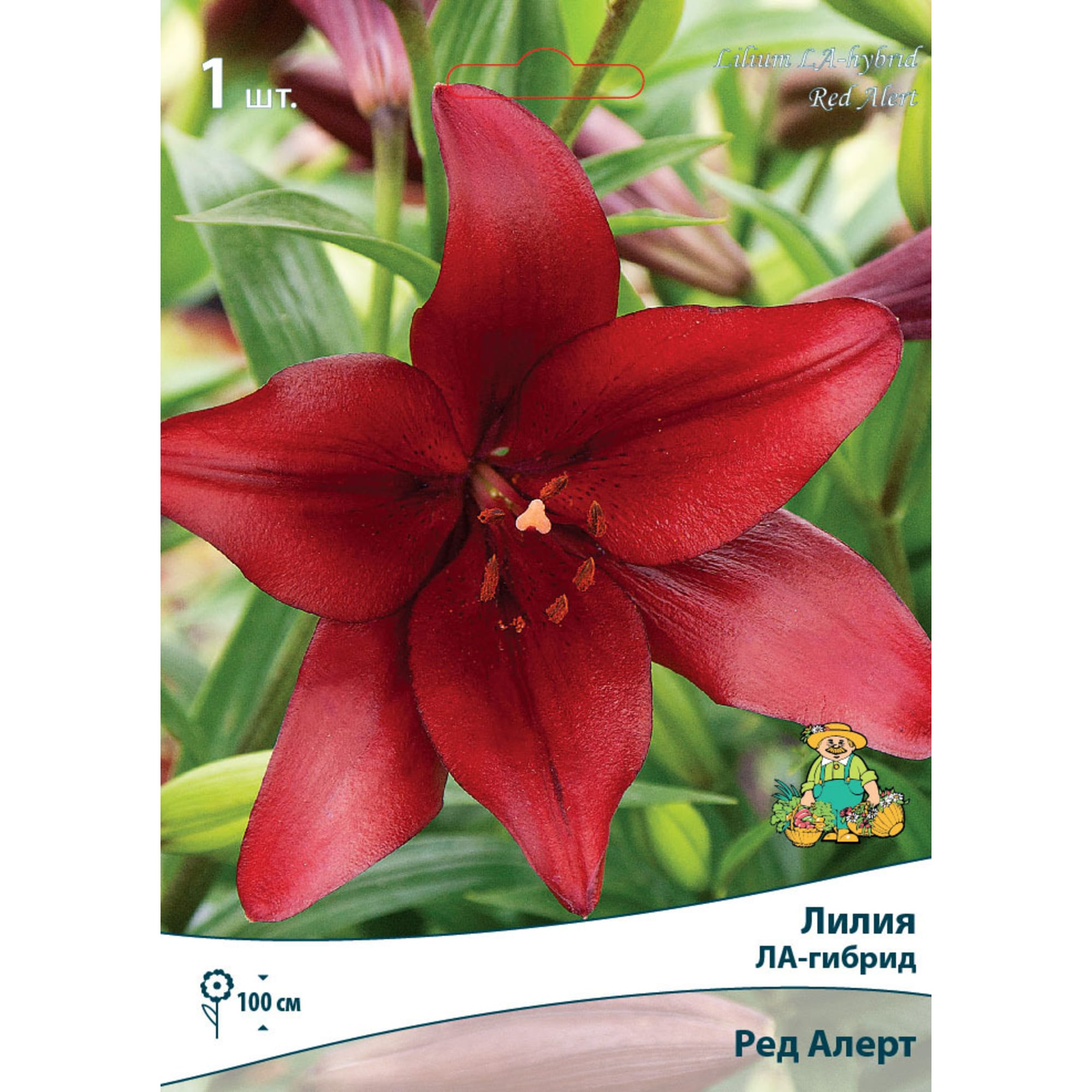 82530218 Лилии ЛА-гибриды Ред Алерт Santreyd 